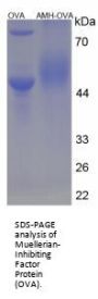Zebrafish Muellerian-Inhibiting Factor (AMH) Peptide (OVA)