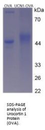 Mouse Urocortin 1 (UCN1) Peptide (OVA)