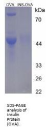 Pig Insulin (INS) Peptide (OVA)