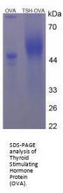 Human Thyroid Stimulating Hormone (TSH) Peptide (OVA)