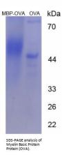 Human Myelin Basic Protein (MBP) Peptide (OVA)