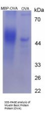 Human Myelin Basic Protein (MBP) Peptide (OVA)