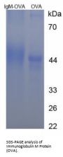 Mouse Immunoglobulin M (IgM) Peptide (OVA)