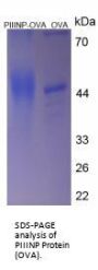 Human Procollagen Type III N-Terminal Propeptide (PIIINP) Peptide (OVA)