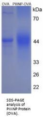Mouse Procollagen Type III N-Terminal Propeptide (PIIINP) Peptide (OVA)