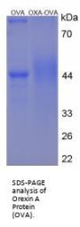 Orexin A (OXA) Peptide (OVA)