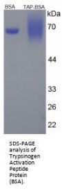 Human Trypsinogen Activation Peptide (TAP) Peptide (BSA)