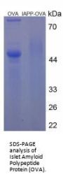 Mouse Islet Amyloid Polypeptide (IAPP) Peptide (OVA)