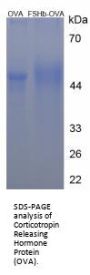 Human Corticotropin Releasing Hormone (CRH) Peptide (OVA)