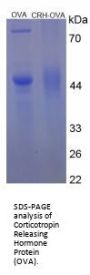 Rat Corticotropin Releasing Hormone (CRH) Peptide (OVA)