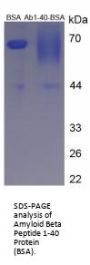 Human Amyloid Beta Peptide 1-40 (Ab1-40) Peptide (BSA)