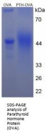 Human Parathyroid Hormone (PTH) Peptide (OVA)