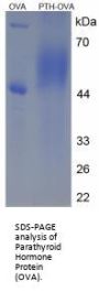 Rat Parathyroid Hormone (PTH) Peptide (OVA)