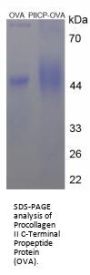 Rat Procollagen Type II C-Terminal Propeptide (PIICP) Peptide (OVA)