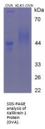 Mouse Kallikrein 1 (KLK1) Peptide (OVA)