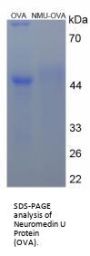 Mouse Nesfatin 1 Peptide (OVA)