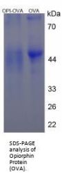 Opiorphin Peptide (OVA)