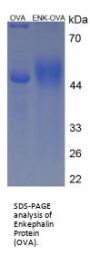 Enkephalin (ENK) Peptide (OVA)