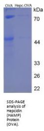 Cow Hepcidin (HAMP) Peptide (OVA)