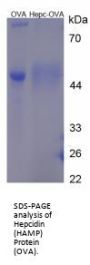 Cow Hepcidin (HAMP) Peptide (OVA)