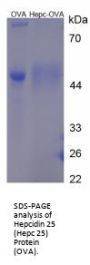 Human Hepcidin 25 (Hepc-25) Peptide (OVA)
