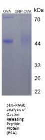Human Gastrin Releasing Peptide (GRP) Peptide (BSA)