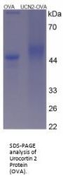 Rat Urocortin 2 (UCN2) Peptide (OVA)