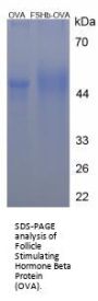 Rat Follicle Stimulating Hormone Beta (FSHb) Peptide (OVA)