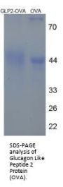 Rat Glucagon-Like Peptide 2 (GLP-2) Peptide (OVA)