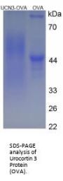 Rat Urocortin 3 (UCN3) Peptide (OVA)