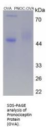 Mouse Pronociceptin (PNOC) Peptide (OVA)