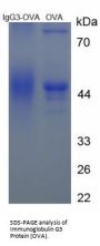 Mouse Immunoglobulin G3 (IgG3) Peptide (OVA)