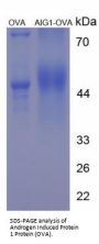 Human Androgen Induced Protein 1 (AIG1) Peptide (OVA)