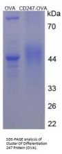 Human T-Cell Surface Glycoprotein CD3 Zeta Chain (CD247) Peptide (OVA)