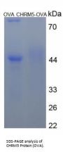 Human Muscarinic Acetylcholine Receptor M5 (CHRM5) Peptide (OVA)