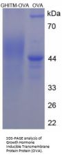 Human Growth Hormone Inducible Transmembrane Protein (GHITM) Peptide (OVA)