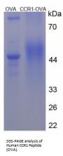 Human Chemokine C-C-Motif Receptor 1 / CD191 (CCR1) Peptide (OVA)