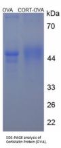 Human Cortistatin (CORT) Peptide (OVA)