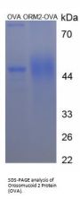 Human Alpha-1-Acid Glycoprotein 2 (ORM2) Peptide (OVA)