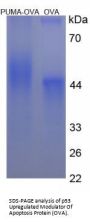 Human P53 Upregulated Modulator of Apoptosis (PUMA) Peptide (OVA)