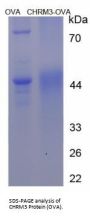 Human Cholinergic Receptor, Muscarinic 3 (CHRM3) Peptide (OVA)
