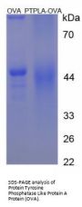 Human Protein Tyrosine Phosphatase Like Protein A (PTPLA) Peptide (OVA)