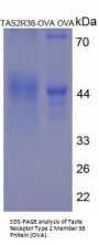 Human Taste Receptor Type 2 Member 38 (TAS2R38) Peptide (OVA)