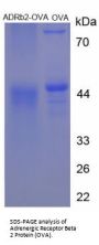 Mouse Adrenergic Receptor Beta 2 (ADRB2) Peptide (OVA)