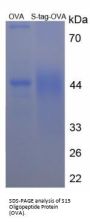 S15 Oligopeptide (S Tag) Peptide (OVA)