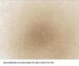 Cow Advanced Glycation End Product (AGE) Protein (Active)