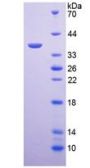 Mouse Arginase (ARG) Protein (Active)