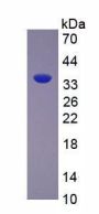 Rat Arginase (ARG) Protein (Active)