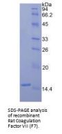 Rat Coagulation Factor VII (F7) Protein (Active)