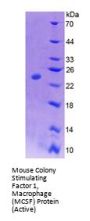 Mouse Colony Stimulating Factor 1, Macrophage (MCSF) Protein (Active)